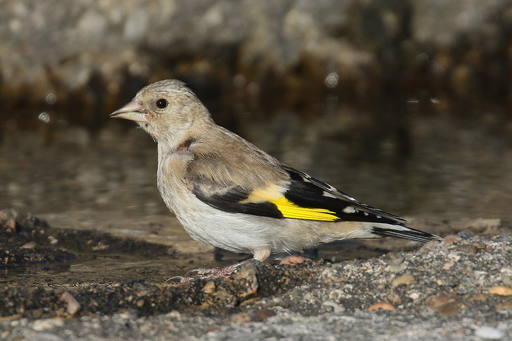 Goldfinch by Mick Dryden