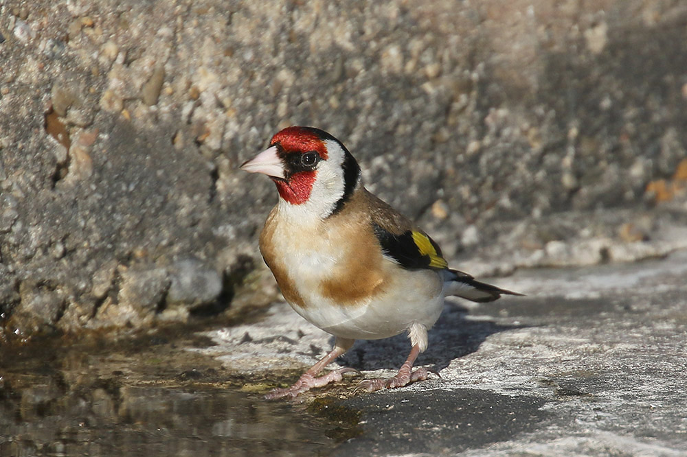 Goldfinch by Mick Dryden