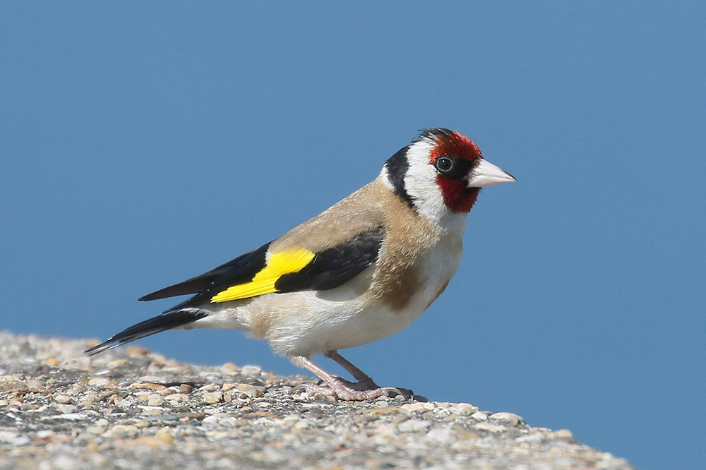 Goldfinch by Mick Dryden