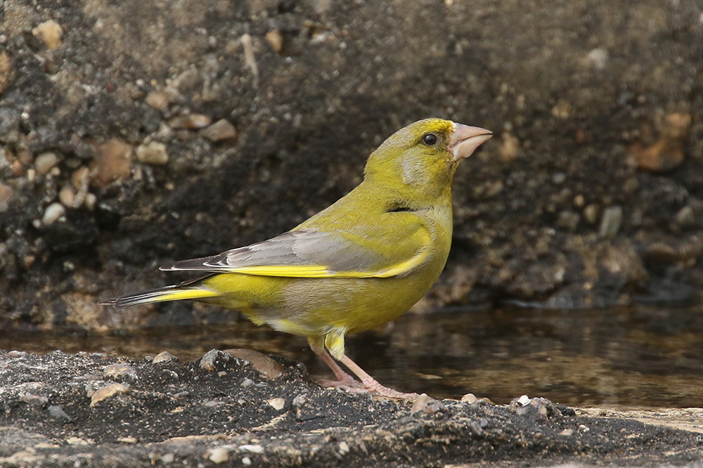 Greenfinch by Mick Dryden