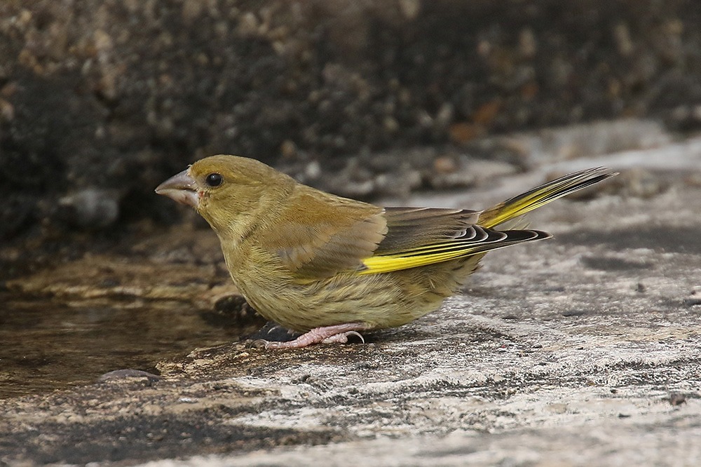 Greenfinch by Mick Dryden