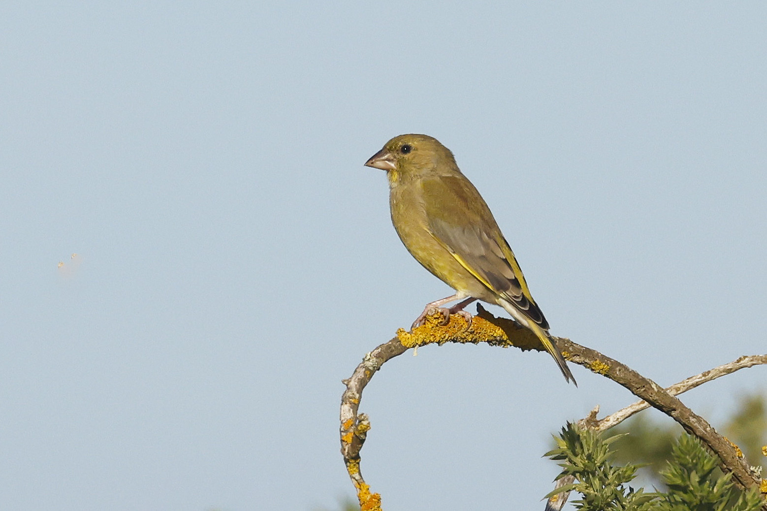 Greenfinch by Mick Dryden