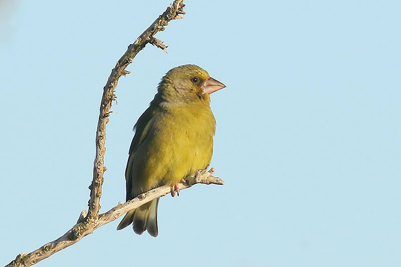 Greenfinch by Mick Dryden