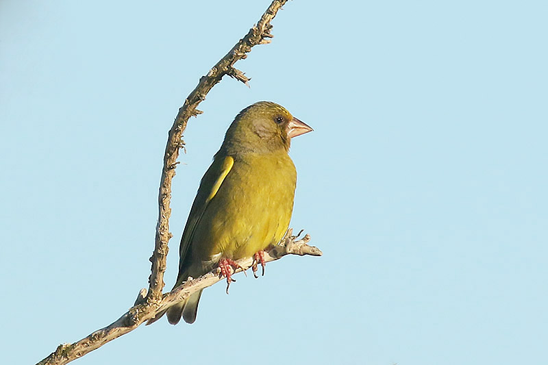 Greenfinch by Mick Dryden