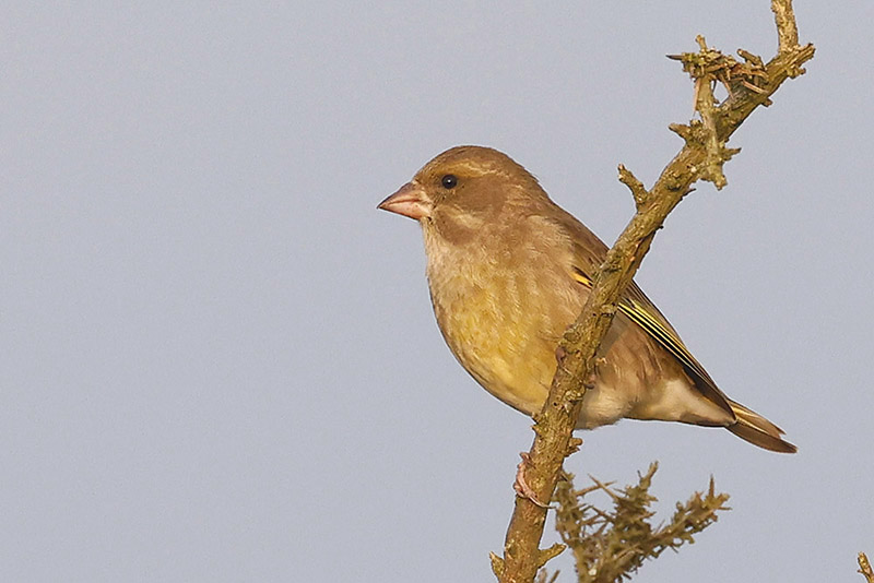 Greenfinch by Mick Dryden