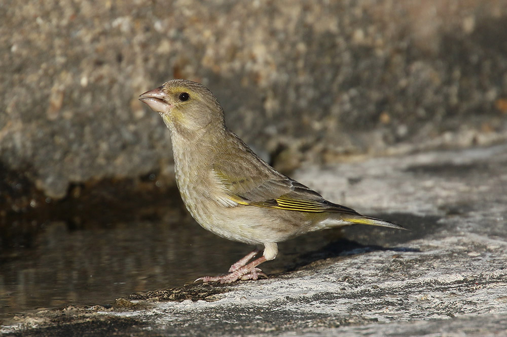 Greenfinch by Mick Dryden