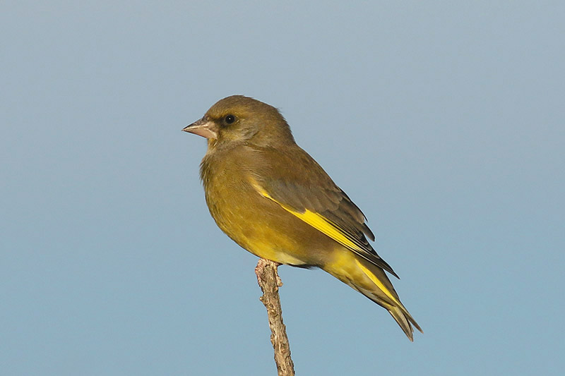 Greenfinch by Mick Dryden