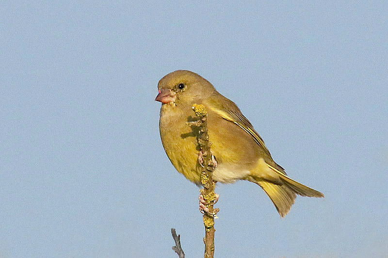 Greenfinch by Mick Dryden