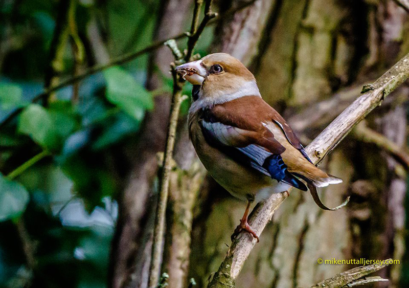 Hawfinch by Mike Nuttall