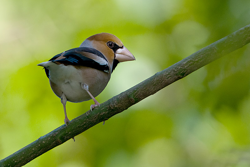 Hawfinch by Romano da Costa