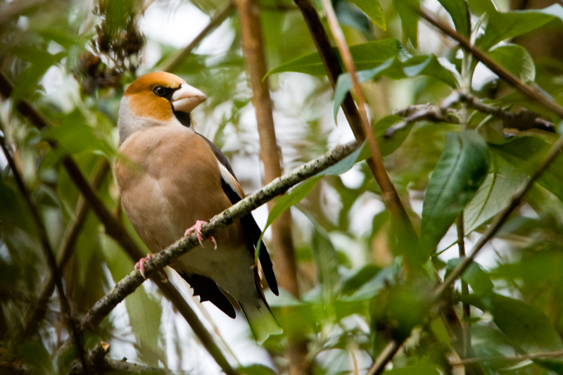 Hawfinch by Romano da Costa