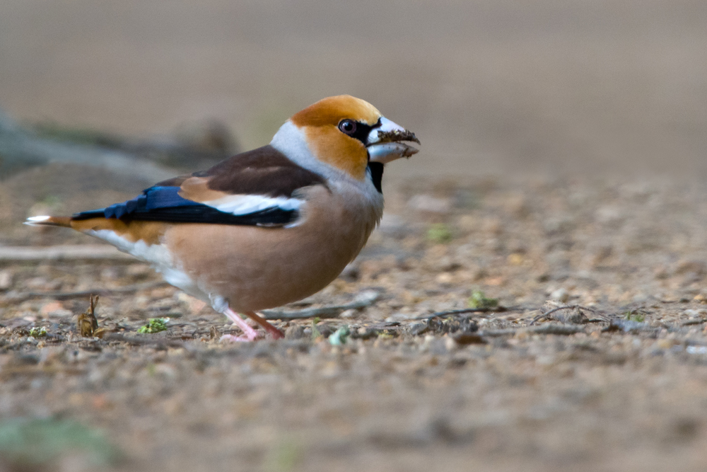 Hawfinch by Romano da Costa