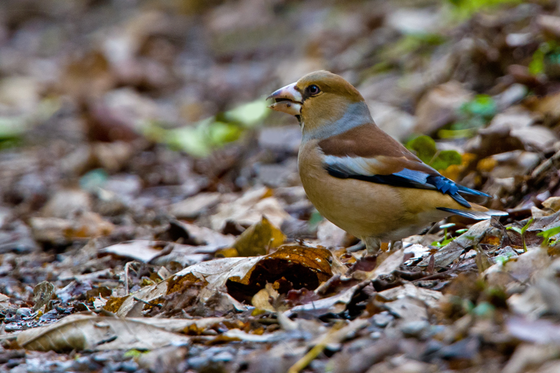 Hawfinch by Romano da Costa