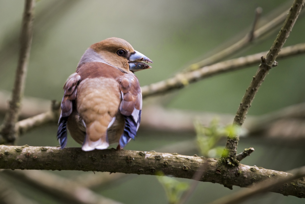 Hawfinch by Romano da Costa