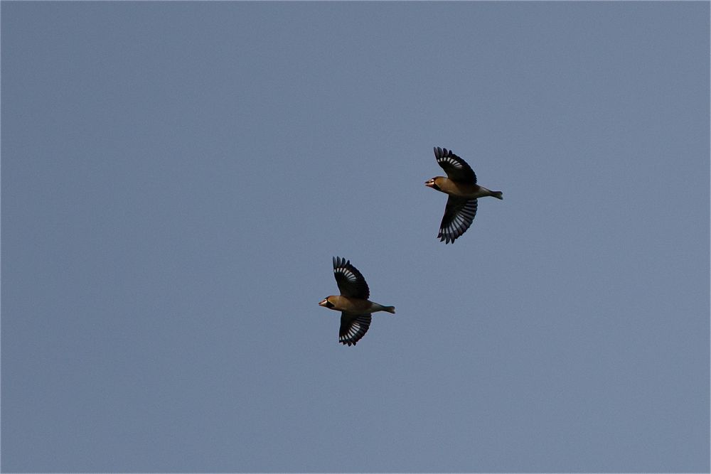 Hawfinches by Romano da Costa