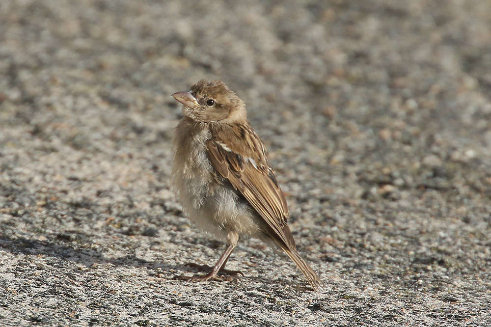 House Sparrow by Mick Dryden