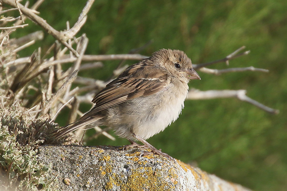 House Sparrow by Mick Dryden