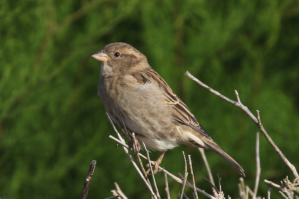 House Sparrow by Mick Dryden