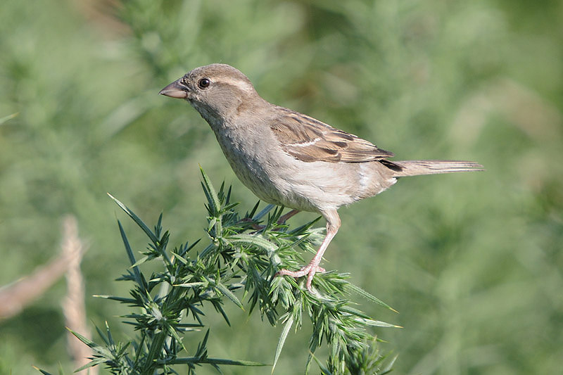 House Sparrow by Romano da Costa