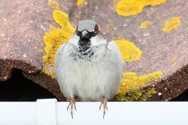 House Sparrow by Mick Dryden