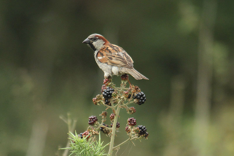 House Sparrow by Mick Dryden