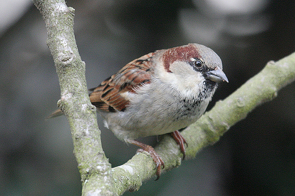 House Sparrow by Mick Dryden