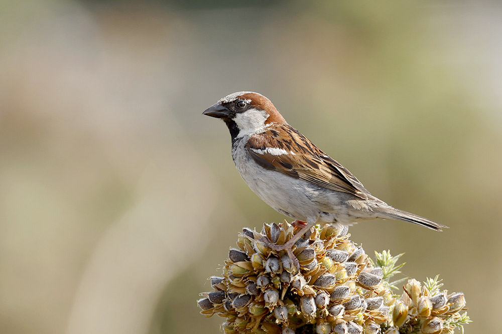 House Sparrow by Mick Dryden