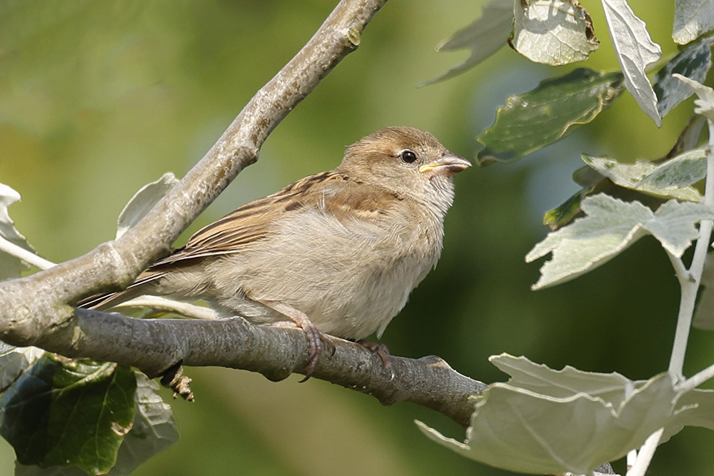 House Sparrow by Mick Dryden
