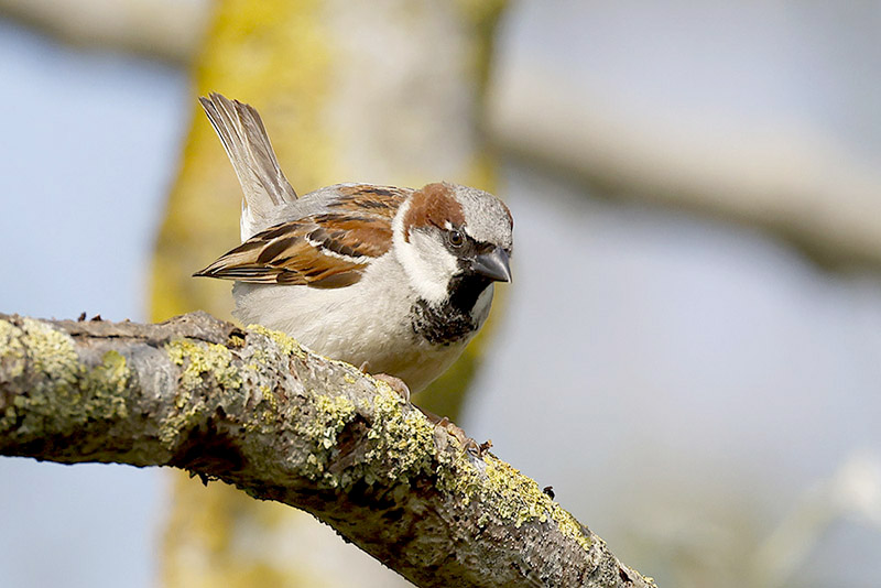House Sparrow by Mick Dryden