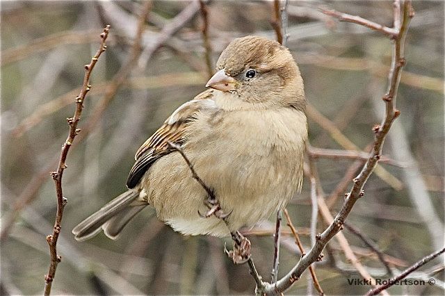 House Sparrow by Vikki Robertson