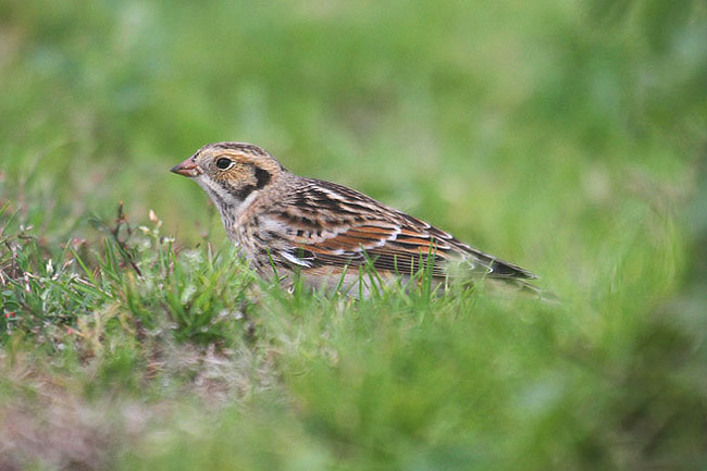 Lapland Bunting by Mick Dryden