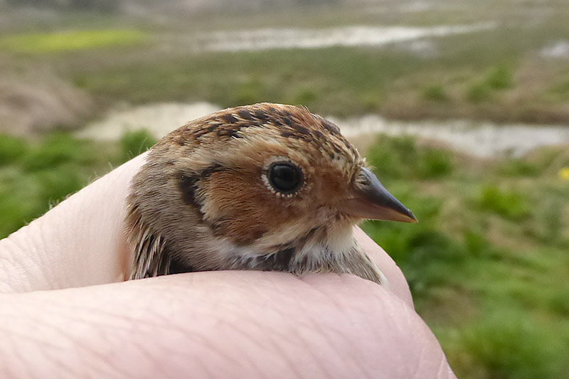 Little Bunting by David Buxton