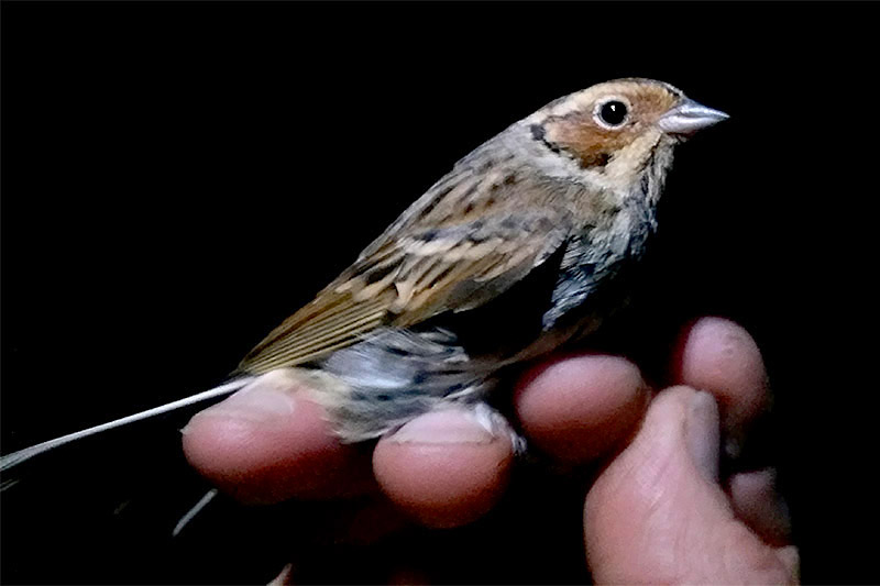 Little Bunting by Alex Buxton