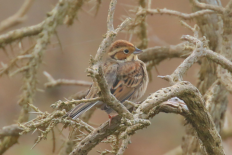 Little Bunting by Mick Dryden