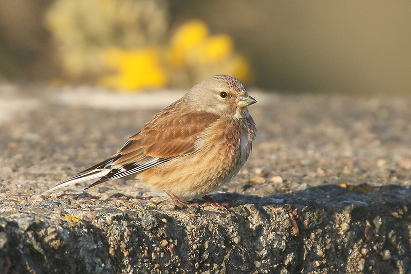 Linnet by Mick Dryden