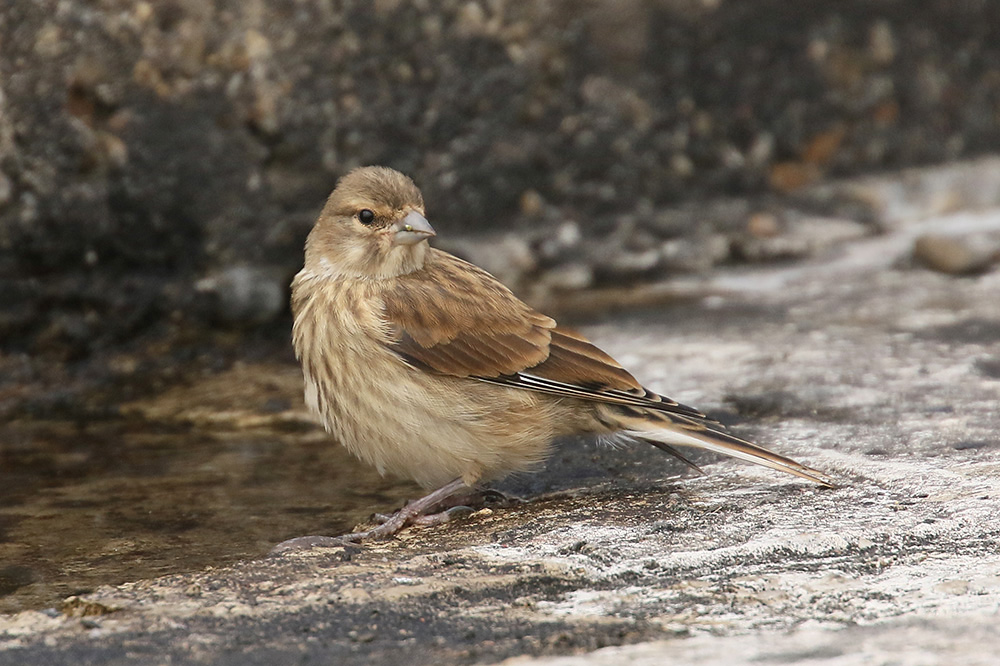 Linnet by Mick Dryden