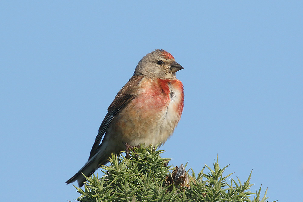 Linnet by Mick Dryden