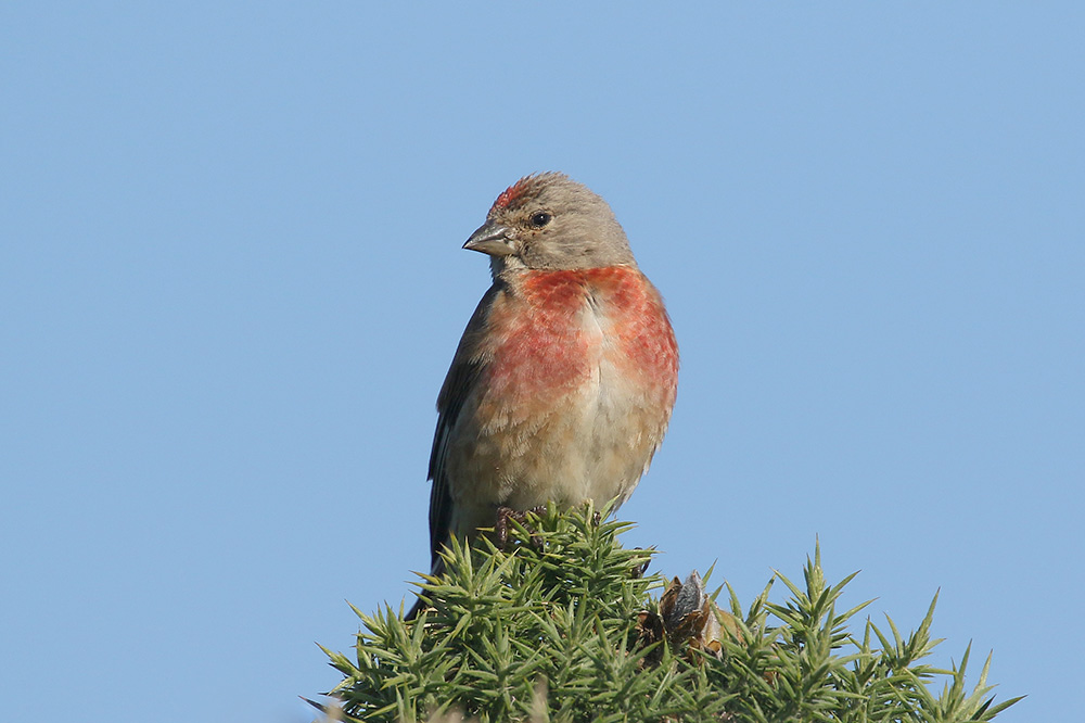 Linnet by Mick Dryden