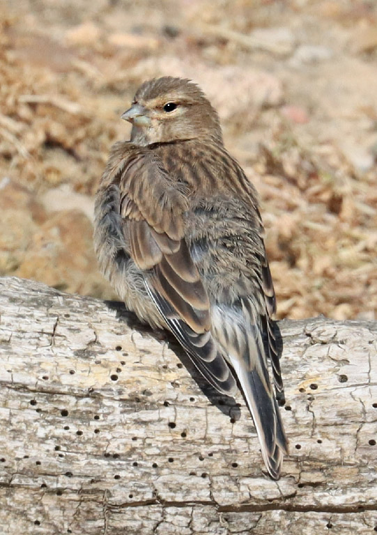 Linnet by Keith Pyman