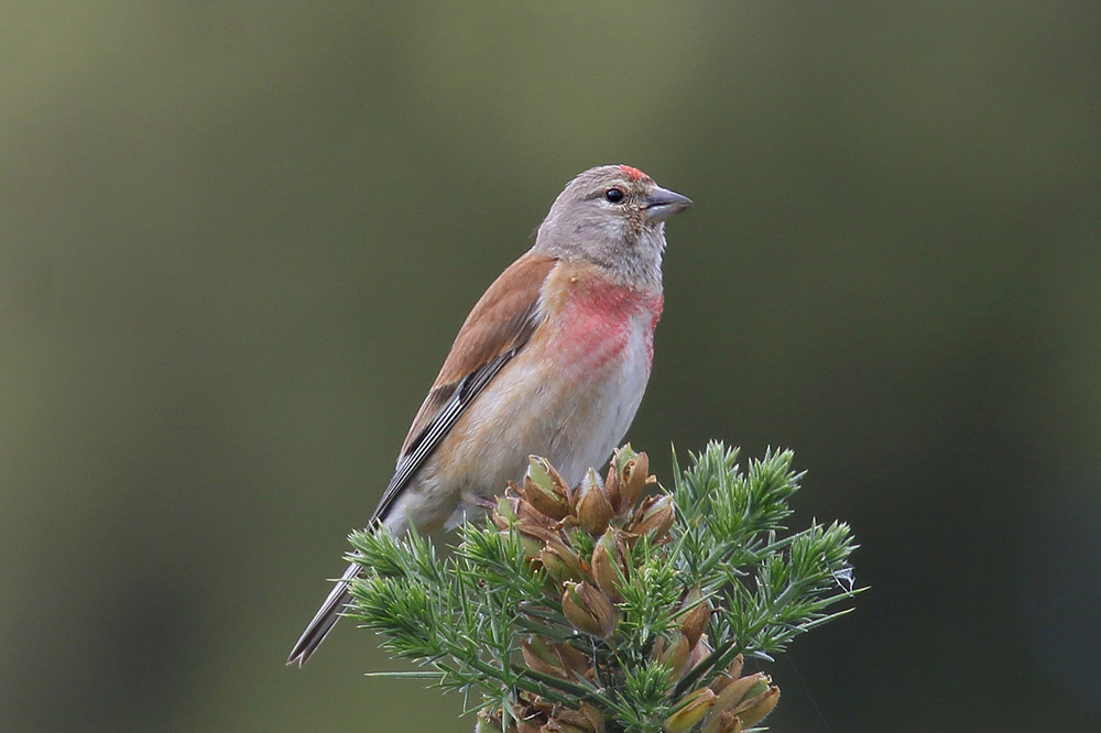 Linnet by Mick Dryden