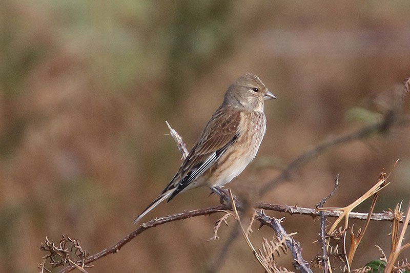 Linnet by Mick Dryden