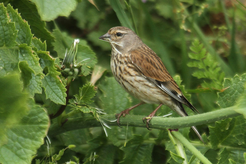 Linnet by Mick Dryden