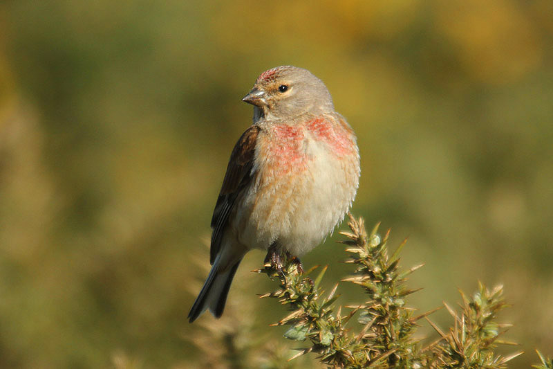 Linnet by Mick Dryden