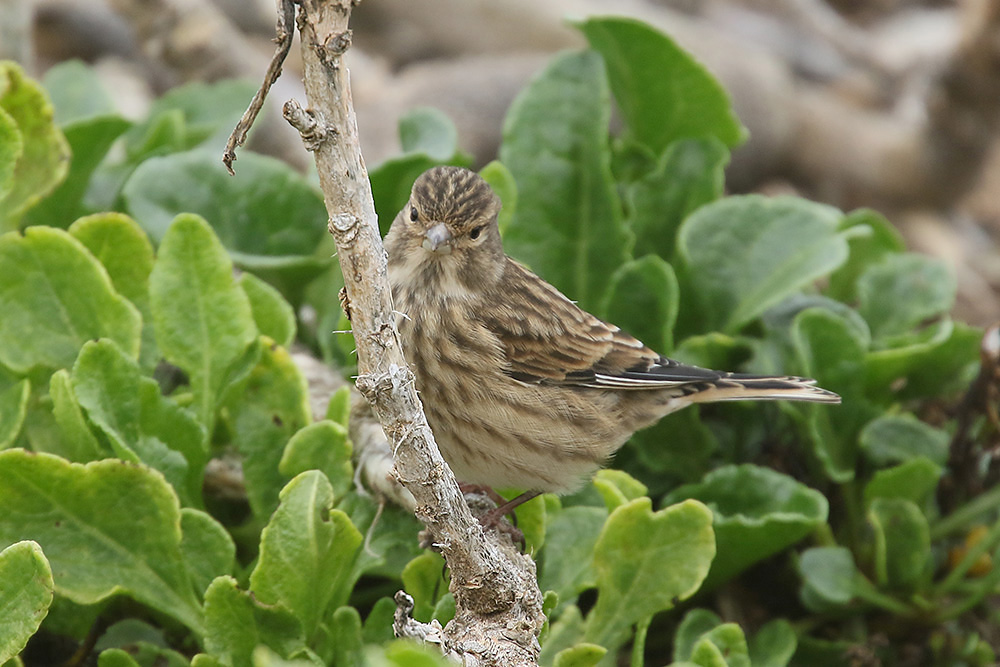 Linnet by Mick Dryden