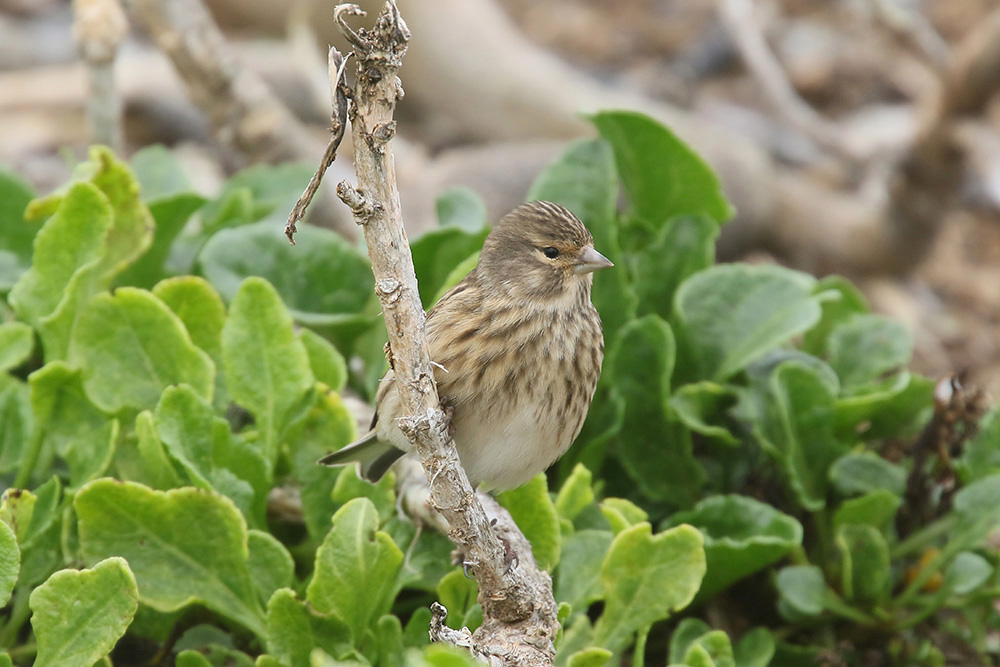 Linnet by Mick Dryden