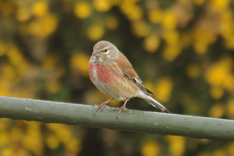 Linnet by Mick Dryden