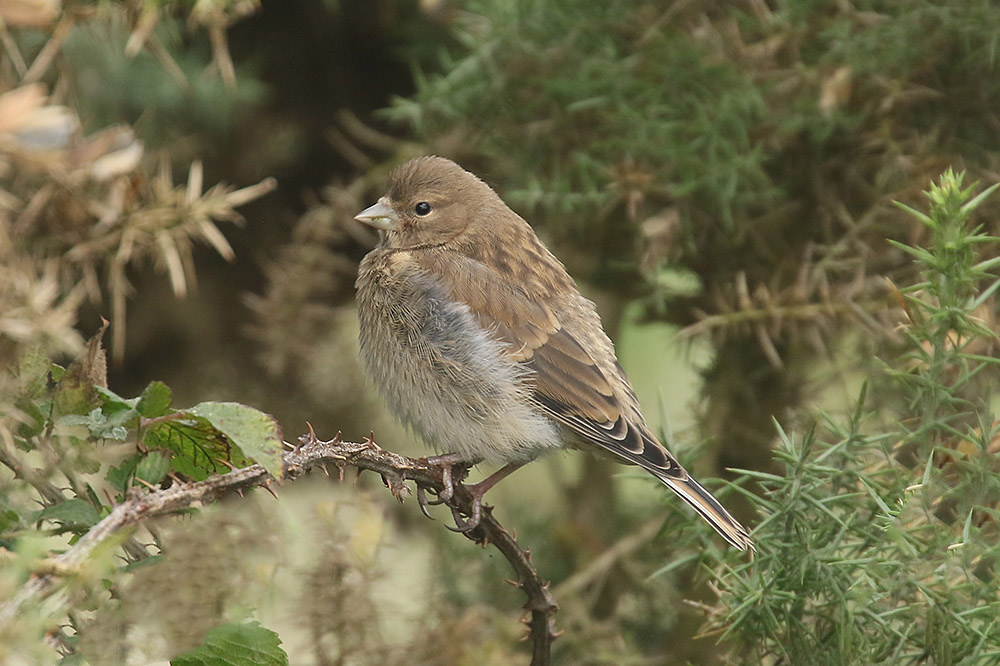 Linnet by Mick Dryden