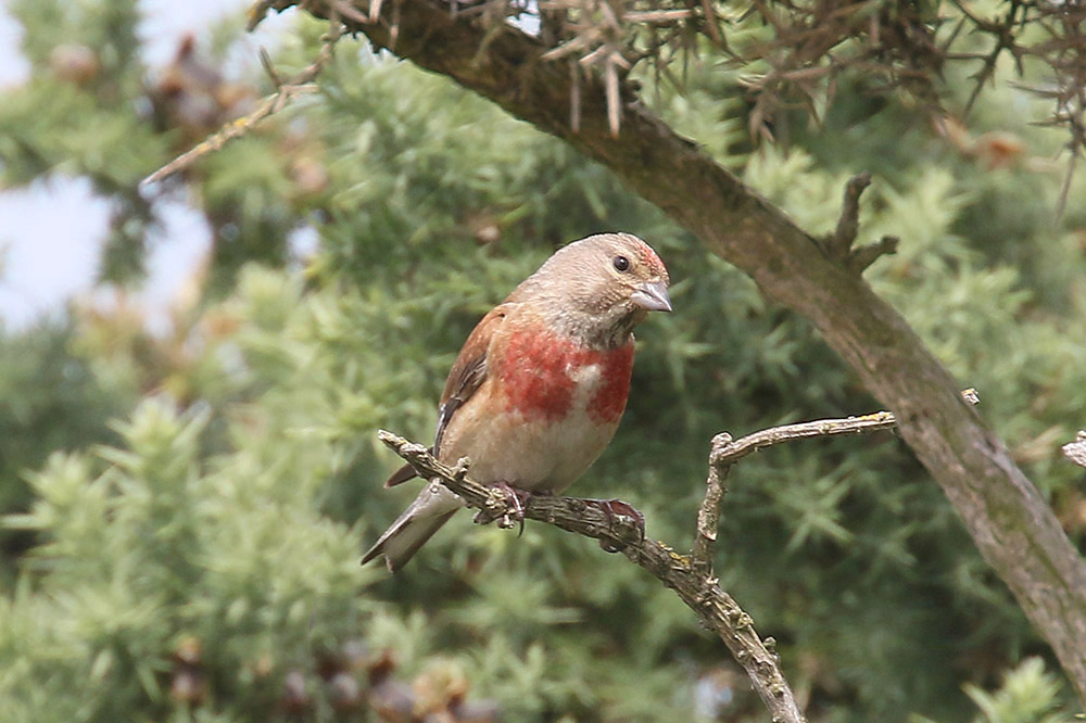 Linnet by Mick Dryden