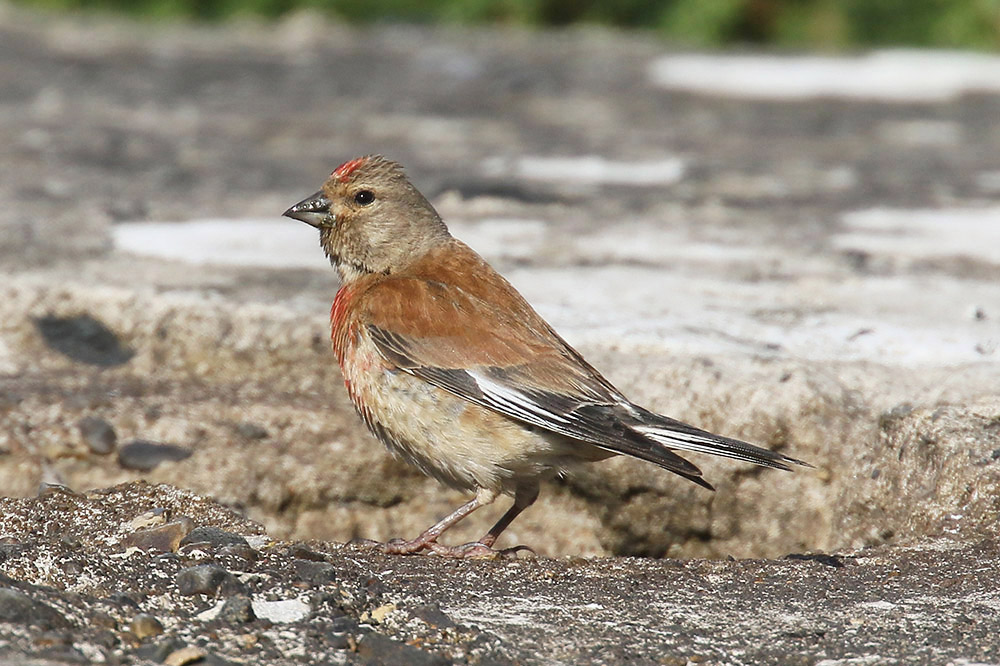 Linnet by Mick Dryden