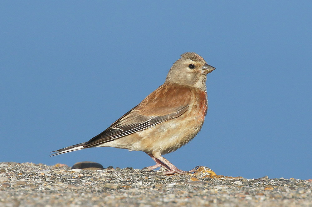 Linnet by Mick Dryden
